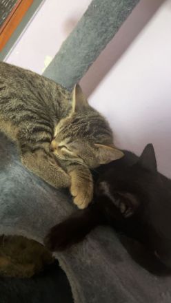2 Liebevollen kitten