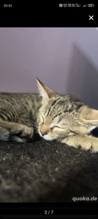 2 Liebevollen kitten