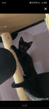 2 Liebevollen kitten