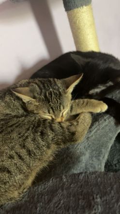 2 Liebevollen kitten