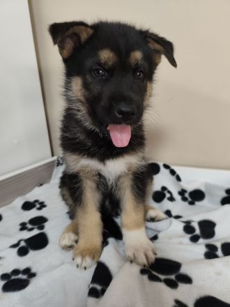 Deutscher Schäferhund/Siberian Husky Welpen