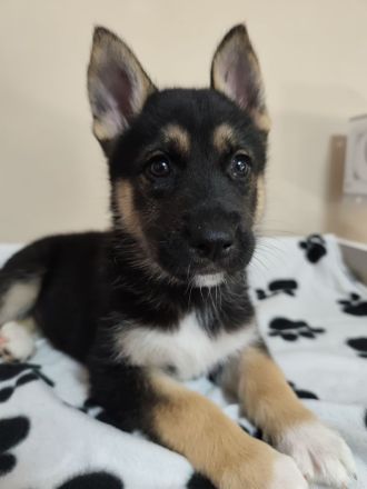 Deutscher Schäferhund/Siberian Husky Welpen