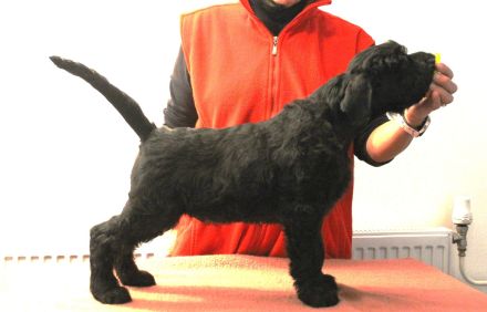 Riesenschnauzer schwarz Welpen mit FCI Ahnentafel