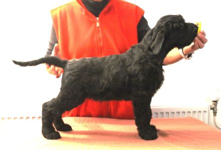 Riesenschnauzer schwarz Welpen mit FCI Ahnentafel