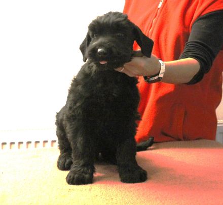 Riesenschnauzer schwarz Welpen mit FCI Ahnentafel