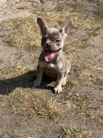 Französische Bulldoggen Welpen