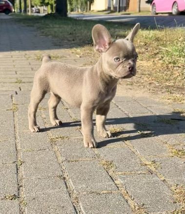 Französische Bulldoggen Welpen
