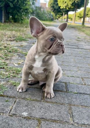 Französische Bulldoggen Welpen