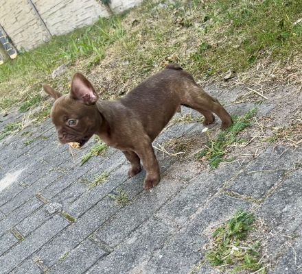 Französische Bulldoggen Welpen