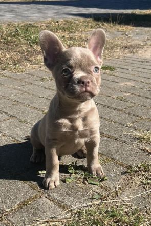 Französische Bulldoggen Welpen