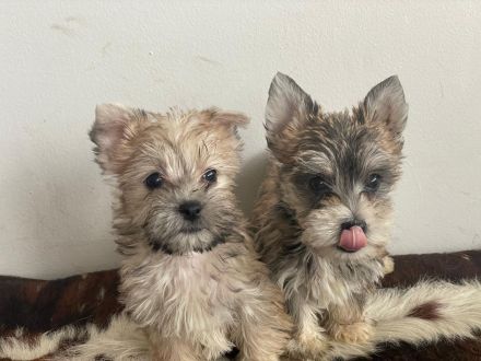 💖 Mini Yorkshire Terrier Mischlingswelpen suchen ein liebevolles Zuhause 💖