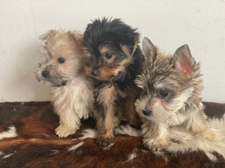 💖 Mini Yorkshire Terrier Mischlingswelpen suchen ein liebevolles Zuhause 💖