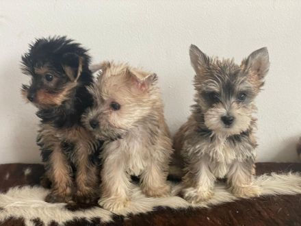 💖 Mini Yorkshire Terrier Mischlingswelpen suchen ein liebevolles Zuhause 💖