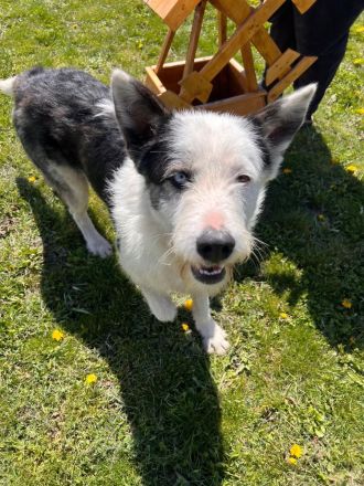 Struppi- verspielter Rüde sucht seine für immer Menschen🍀🐶