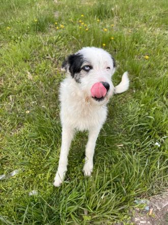 Struppi- verspielter Rüde sucht seine für immer Menschen🍀🐶
