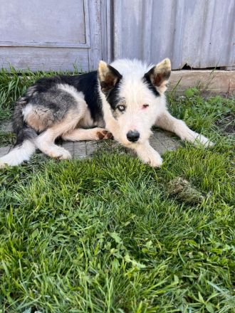 Struppi- verspielter Rüde sucht seine für immer Menschen🍀🐶