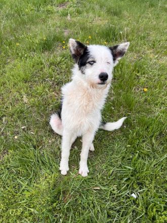Struppi- verspielter Rüde sucht seine für immer Menschen🍀🐶