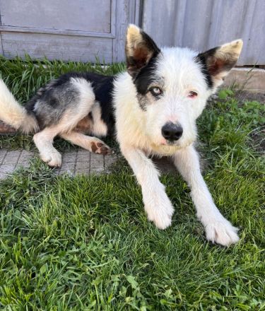 Struppi- verspielter Rüde sucht seine für immer Menschen🍀🐶