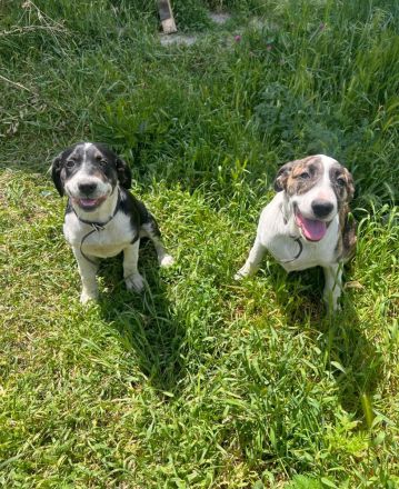 Liya- liebevolle Hündin sucht ihr für immer zuhause❤️🏡