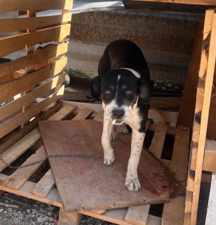 Liya- liebevolle Hündin sucht ihr für immer zuhause❤️🏡