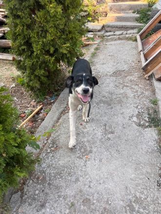 Liya- liebevolle Hündin sucht ihr für immer zuhause❤️🏡