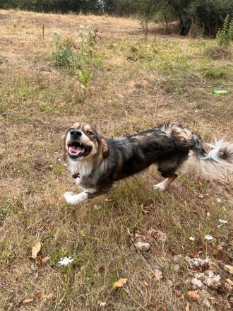 Emily- vertrauensvolle Hündin sucht ihre für immer Familie🫂🏡