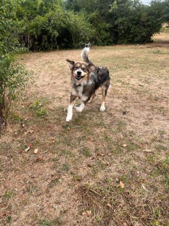 Emily- vertrauensvolle Hündin sucht ihre für immer Familie🫂🏡