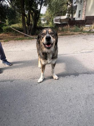 Emily- vertrauensvolle Hündin sucht ihre für immer Familie🫂🏡