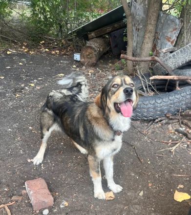 Emily- vertrauensvolle Hündin sucht ihre für immer Familie🫂🏡