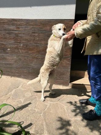 Tiana – charmante Hündin auf der Suche nach ihrer für immer Familie🫂❤️