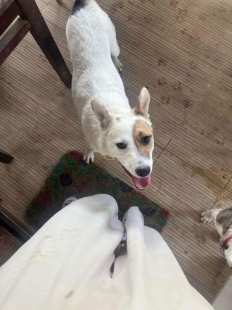 Tiana – charmante Hündin auf der Suche nach ihrer für immer Familie🫂❤️