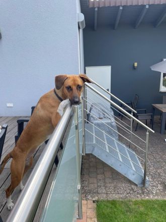 Elli – aufgeweckte und liebevolle Hündin sucht ihre für immer Familie🫂🏡