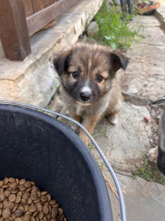 Nini (reserviert) - sucht ihr für immer zu Hause🐶🩷