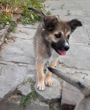 Nini (reserviert) - sucht ihr für immer zu Hause🐶🩷