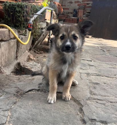 Nini (reserviert) - sucht ihr für immer zu Hause🐶🩷