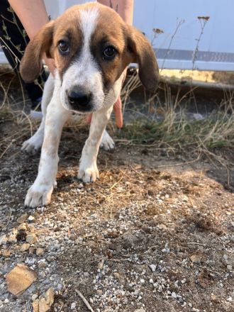 5 Welpen Geschwister auf der Suche nach ihrem großen Glück🐶🍀❤️