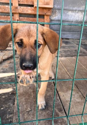 5 Welpen Geschwister auf der Suche nach ihrem großen Glück🐶🍀❤️