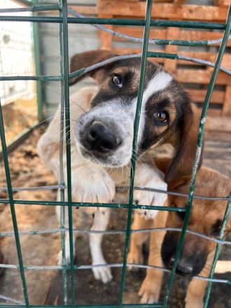 5 Welpen Geschwister auf der Suche nach ihrem großen Glück🐶🍀❤️