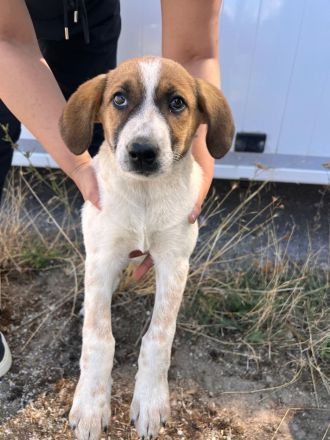 5 Welpen Geschwister auf der Suche nach ihrem großen Glück🐶🍀❤️