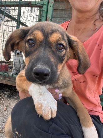 5 Welpen Geschwister auf der Suche nach ihrem großen Glück🐶🍀❤️