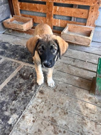 5 Welpen Geschwister auf der Suche nach ihrem großen Glück🐶🍀❤️