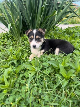 Zwei Welpen Geschwister suchen ihr für immer zu Hause🏡🫂🐶