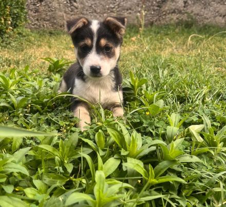 Zwei Welpen Geschwister suchen ihr für immer zu Hause🏡🫂🐶