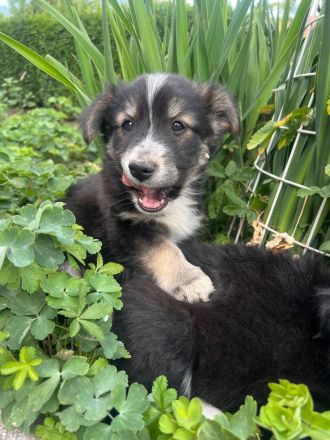 Zwei Welpen Geschwister suchen ihr für immer zu Hause🏡🫂🐶