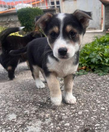 Zwei Welpen Geschwister suchen ihr für immer zu Hause🏡🫂🐶