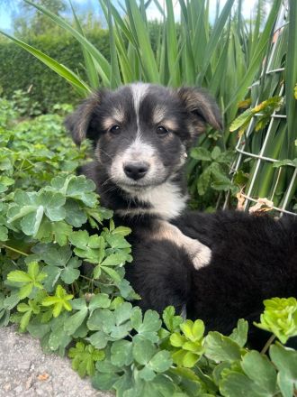 Zwei Welpen Geschwister suchen ihr für immer zu Hause🏡🫂🐶