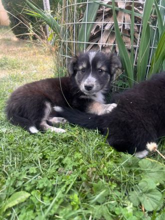 Zwei Welpen Geschwister suchen ihr für immer zu Hause🏡🫂🐶