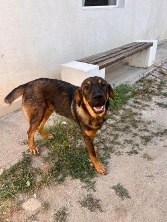 Carlos (reserviert)– offener und lebensfreudiger Rüde sucht Zeit für immer zu Haus🩵🫂