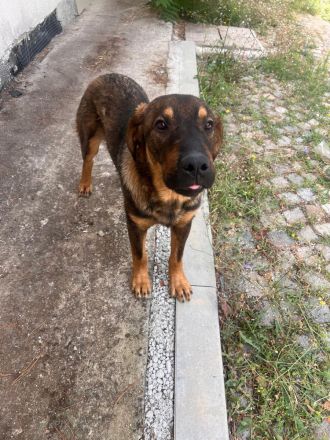 Carlos (reserviert)– offener und lebensfreudiger Rüde sucht Zeit für immer zu Haus🩵🫂