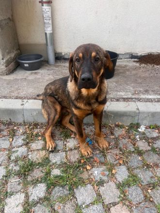 Carlos (reserviert)– offener und lebensfreudiger Rüde sucht Zeit für immer zu Haus🩵🫂